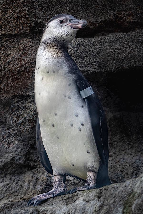 Humboldtpinguin Küken (Foto: Ralph Lear)