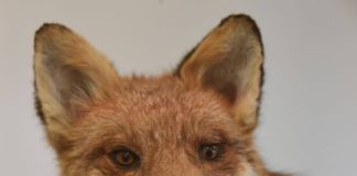Der Rotfuchs, mit seinen großen Ohren und den langen Schnurrhaaren perfekt an das Jagen in der Dunkelheit angepasst. (Foto: Pfalzmuseum für Naturkunde)