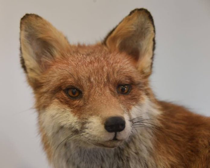 Der Rotfuchs, mit seinen großen Ohren und den langen Schnurrhaaren perfekt an das Jagen in der Dunkelheit angepasst. (Foto: Pfalzmuseum für Naturkunde) Der Rotfuchs, mit seinen großen Ohren und den langen Schnurrhaaren perfekt an das Jagen in der Dunkelheit angepasst. (Foto: Pfalzmuseum für Naturkunde)