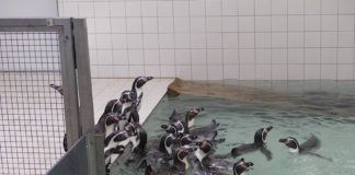 Ankunft Pinguine aus Mannheim (Foto: Zoo Frankfurt)