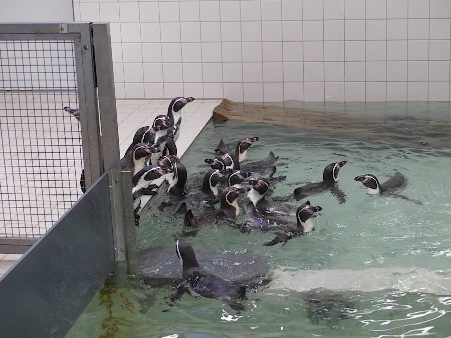 Ankunft Pinguine aus Mannheim (Foto: Zoo Frankfurt)