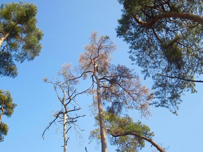 Kahle Bäume und hängende Blätter: Hitze und Trockenheit stressen die Nadel- und Laubbäume in den Wäldern des Rhein-Neckar-Kreises. (Foto: Landratsamt Rhein-Neckar-Kreis)