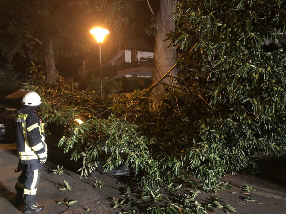 Ein Ast stürzte auf einen PKW (Foto: Feuerwehr Neustadt)