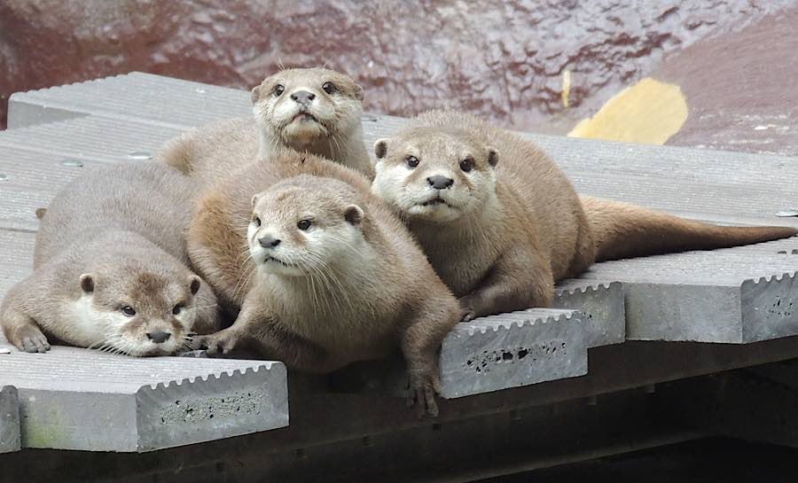 Zwergottergruppe (Foto: Zoo Landau)