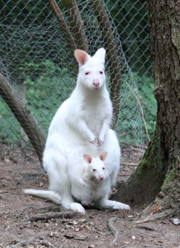 Nachwuchs von Monja