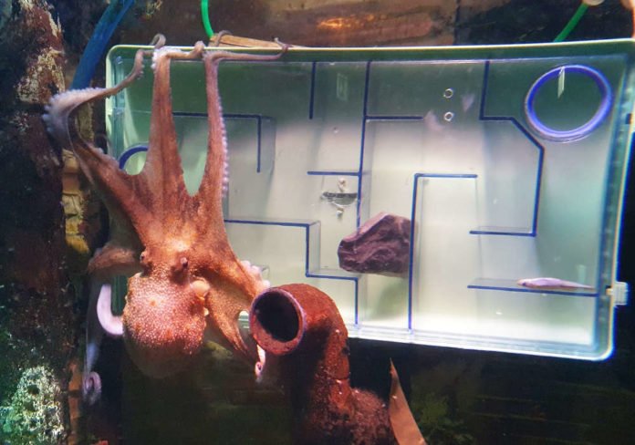 Oktopus am Labyrinth (Foto: SEA LIFE Speyer)