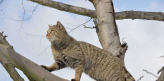 Wildkatze (Foto: Thomas Stephan / BUND)