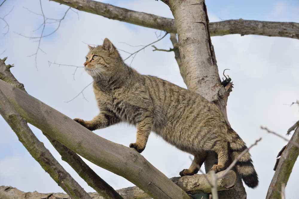 Wildkatze (Foto: Thomas Stephan / BUND)