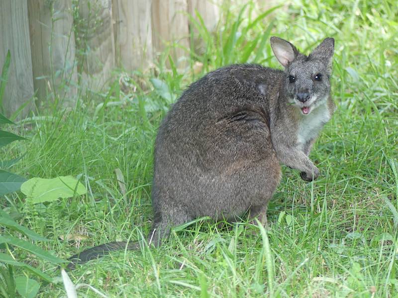 Parmakänguru (Foto: Zoo Frankfurt)