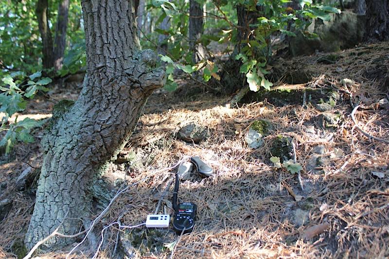 Hier werden Temperatur und Lichtintensität im Wald gemessen. (Foto: Pfalzmuseum für Naturkunde)