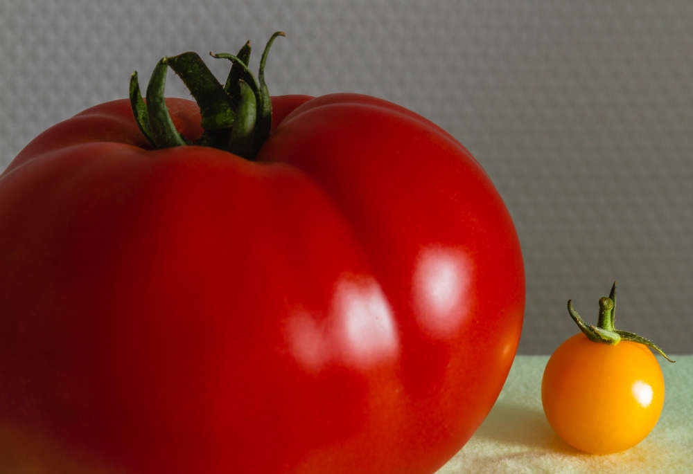 Tomate (Foto: Friedrich Haag)