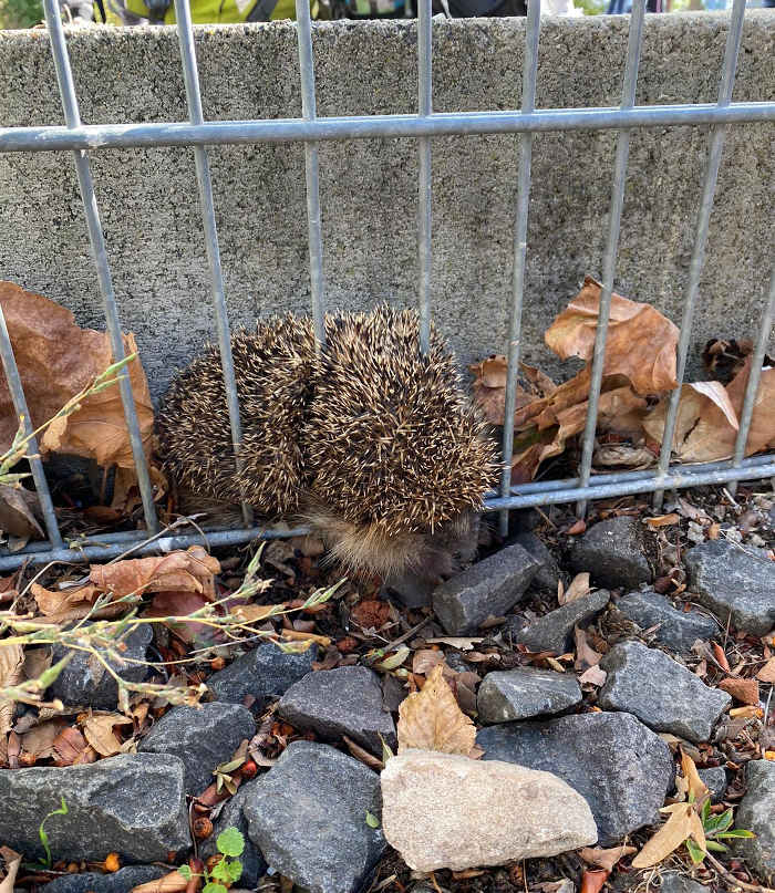 Der eingeklemmte Igel (Foto: Polizei RLP)