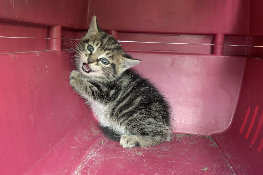 Die Katze wurde von der Feuerwehr aus dem Schacht gerettet (Foto: Feuerwehr Neustadt)