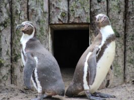 Humboldt-Pinguine (Foto: Zoo/Zooschule Landau)