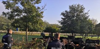 Kühe im Gehege neben der Autobahn (Foto: Polizei RLP)