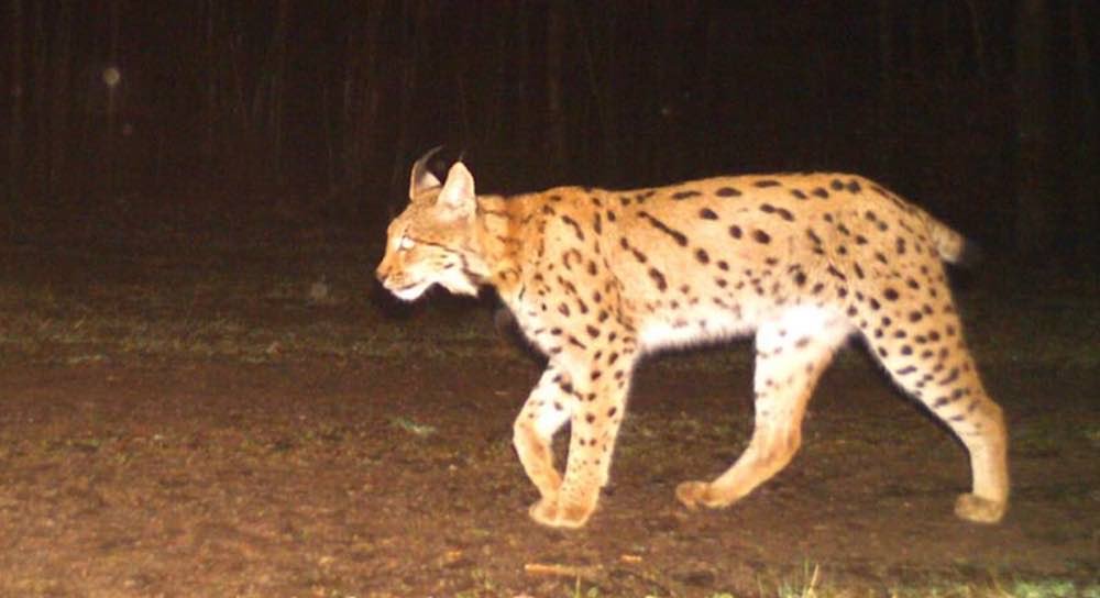 Luchse nutzen auch gerne Waldwege als Bewegungsachsen. Eine dort installierte Kamera der Forschungsanstalt für Waldökologie und Forstwirtschaft (FAWF) hat diesen Luchs erfasst. Anhand der Fellzeichnung kann das Individuum festgestellt werden. Das machten sich die Luchsexperten im Rahmen einer Zählung von Dez- 2019 – April 2020 zunutze (Foto: FAWF)