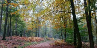 Herbstwald: Im Spätjahr ist es besonders schön im Pfälzerwald, landschaftlich und kulinarisch (Foto: Biosphärenreservat/Baumann)