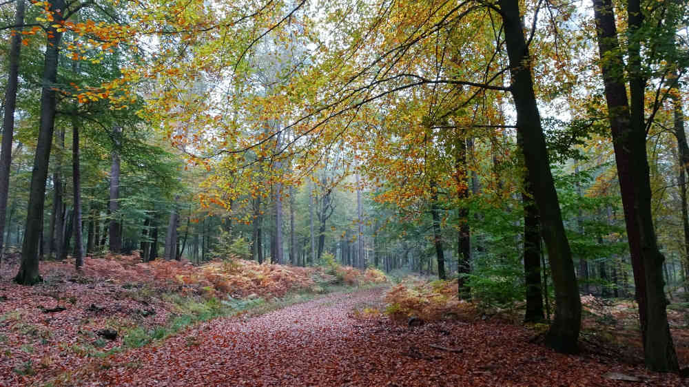 Herbstwald: Im Spätjahr ist es besonders schön im Pfälzerwald, landschaftlich und kulinarisch (Foto: Biosphärenreservat/Baumann)