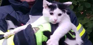 Die Katze nach der Rettung (Foto: Feuerwehr Neustadt)
