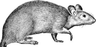 Symbolbild Ratte (Foto: PIxabay/Gordon Johnson)
