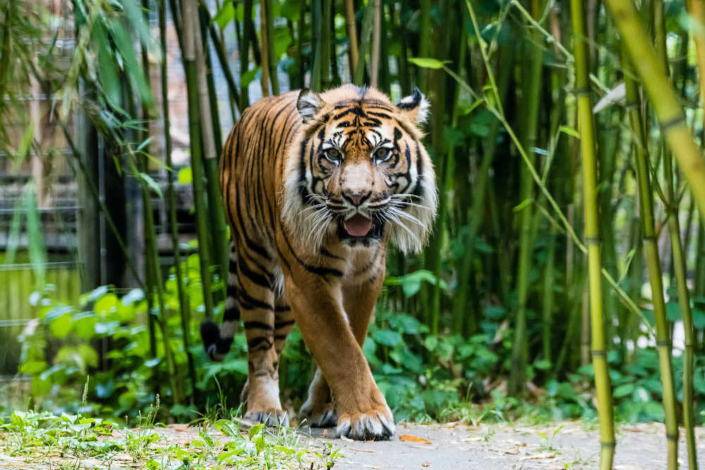 Er gilt als König des Dschungels – der Tiger. Wie er sich an das Leben im Regenwald angepasst hat, erfahren die Teilnehmer bei den Schnupper-Workshops in den Herbstferien im Zoo Heidelberg. (Foto: Zoo Heidelberg/Peter Bastian)