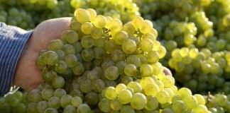 ie deutschen Weinerzeuger konnten dank des sonnigen und trockenen Spätsommers hochreife und sehr gesunde Trauben ernten. (Quelle: DWI)