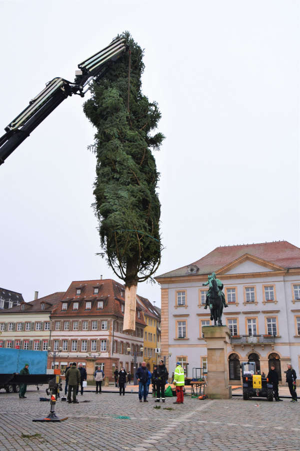 Kommt ein Tannenbaum geflogen: Auch in diesem Jahr – wie hier 2019 – soll für weihnachtliches Flair in der Landauer Innenstadt gesorgt werden. (Quelle: Stadt Landau)