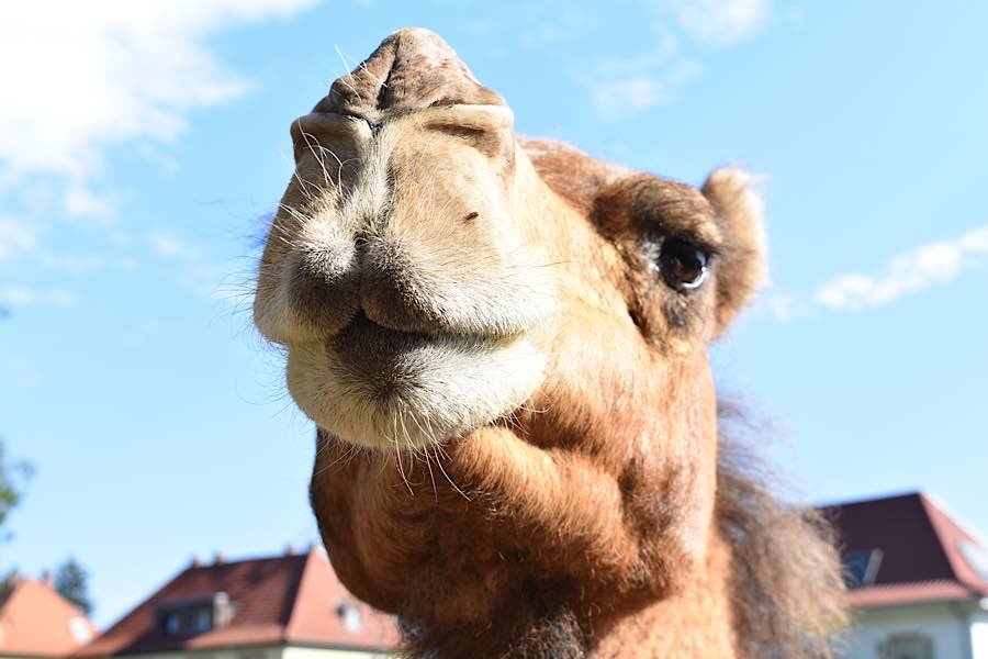 Dromedar (Foto: Zoo Landau)