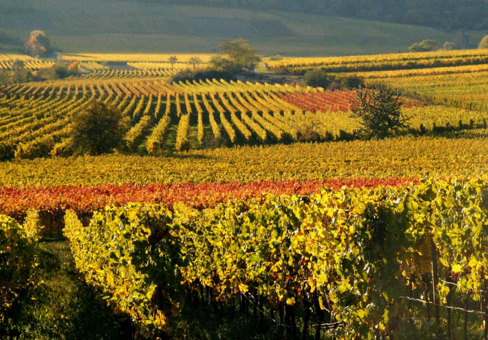 Weinberge (Foto: R. Hoffmann)