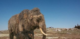 Mammut (© Bildmontage Katharina Kreger-Schwerdt, Grundlage Remie Bakker (Foto Rekonstruktion) und Wilfried Rosendahl (Foto Hintergrund))