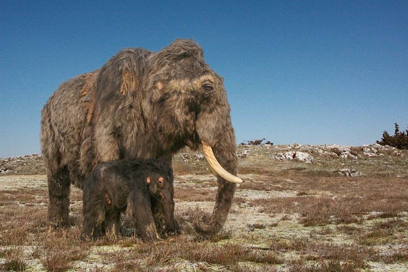 Mammut (© Bildmontage Katharina Kreger-Schwerdt, Grundlage Remie Bakker (Foto Rekonstruktion) und Wilfried Rosendahl (Foto Hintergrund))