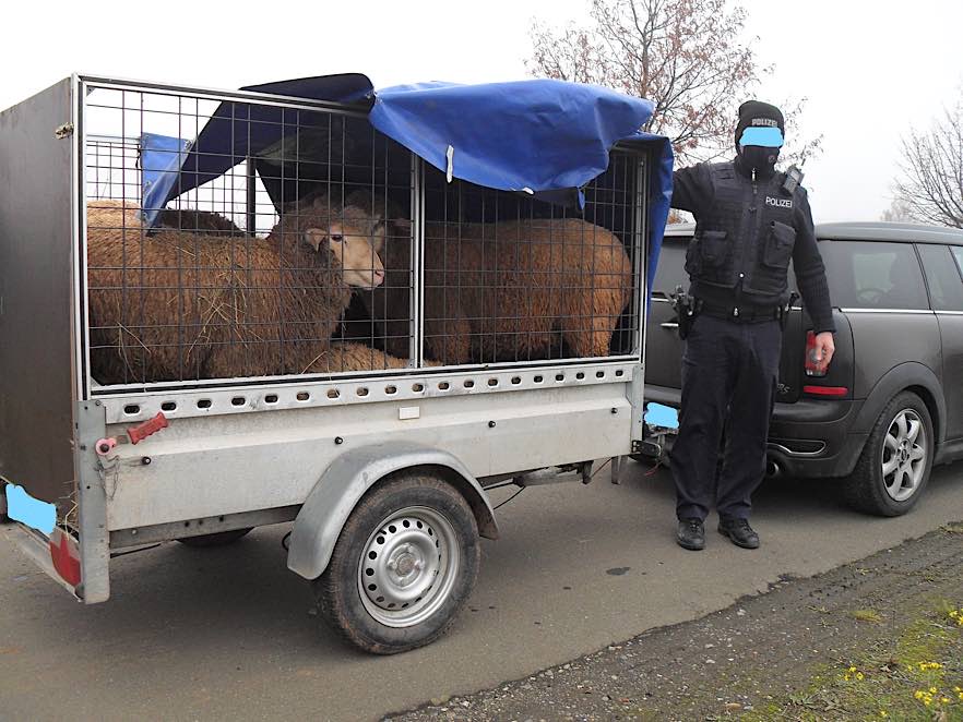 Der Anhänger mit fünf Schafen (Foto: Polizei RLP)