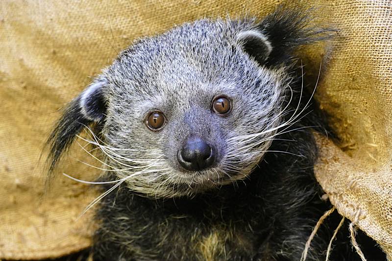 Noch auf der Suche nach einem Tierpaten: Binturong im Zoo Heidelberg. (Foto: Heidrun Knigge/Zoo Heidelberg)