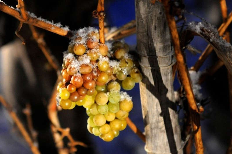 Eisweintrauben am Stock (Foto: DWI)