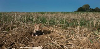 Feldhamster (Foto: Deutsche Wildtier Stiftung – Manfred Sattler)