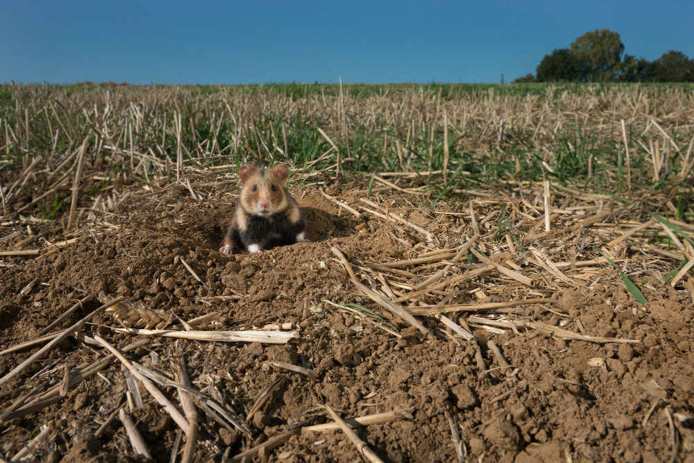 Feldhamster (Foto: Deutsche Wildtier Stiftung – Manfred Sattler)