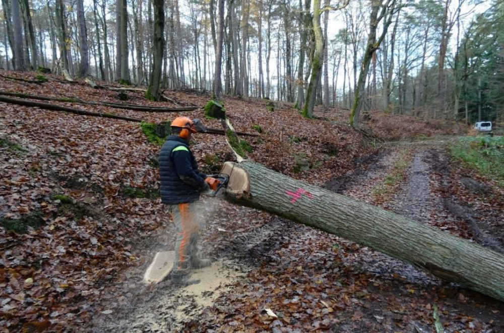 Holzerntearbeiten (Foto: Jens Bramenkamp)