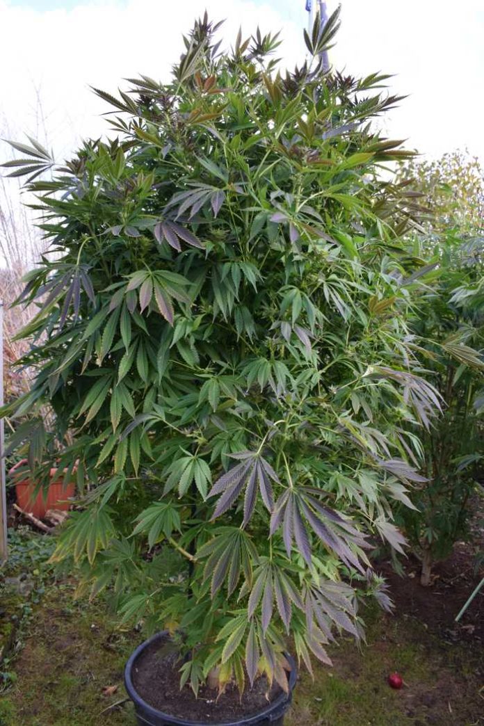 Korbach_Cannabispflanze