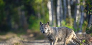 Wolf auf Weg (Foto: NABU/Kathleen Gerber)