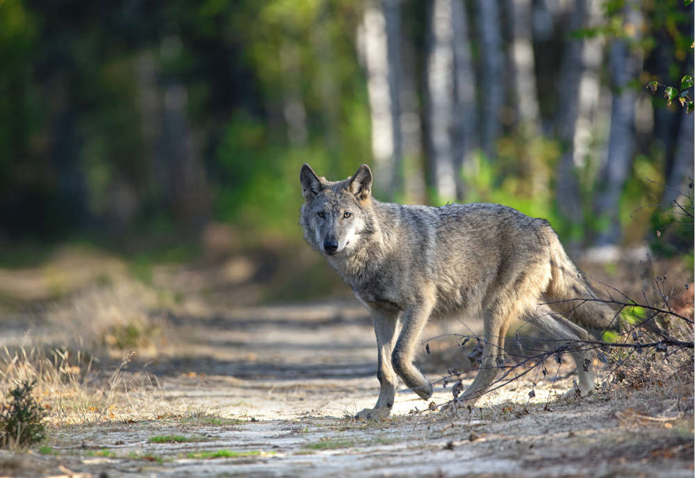 Wolf auf Weg (Foto: NABU/Kathleen Gerber)