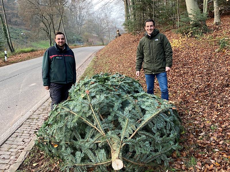 Weihnachtsbaum (Foto: VGV Annweiler)