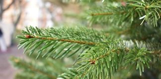 Bleibt weiterhin geöffnet: Der traditionelle Christbaumverkauf in der Landauer Langstraße. (Quelle: Stadt Landau)