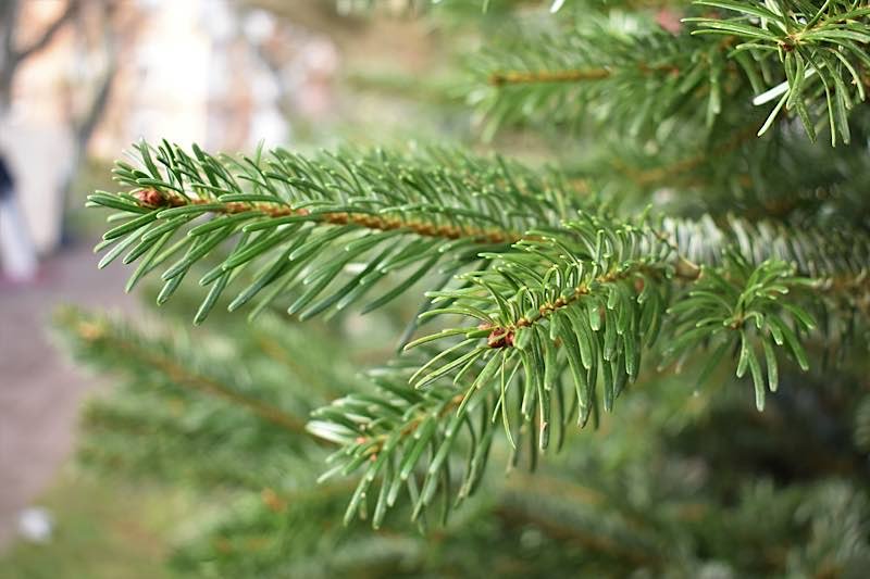 Bleibt weiterhin geöffnet: Der traditionelle Christbaumverkauf in der Landauer Langstraße. (Quelle: Stadt Landau)