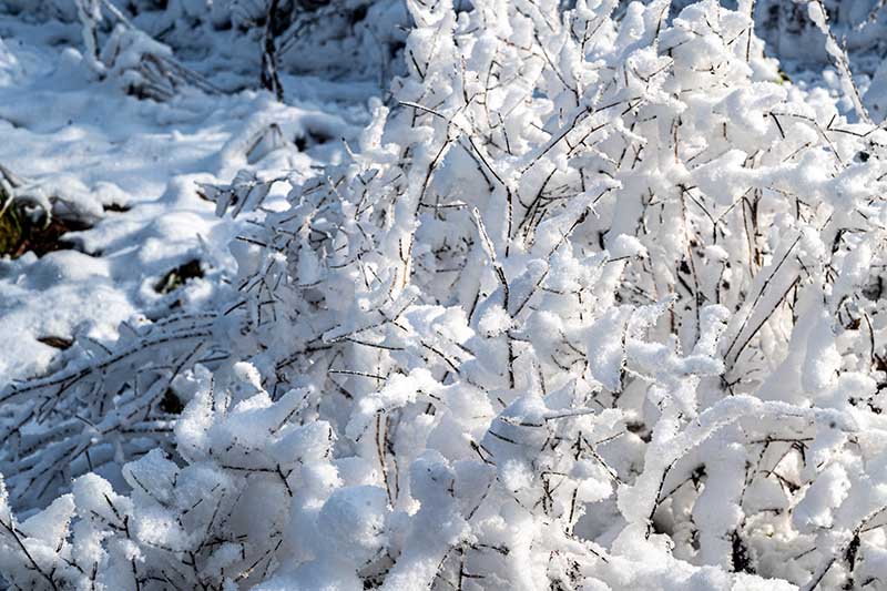 Donnersberg Schnee (Helmut Dell)