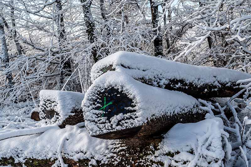 Donnersberg Schnee (Helmut Dell)