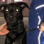 Der eingefangene Hund (Foto: Feuerwehr Neustadt)