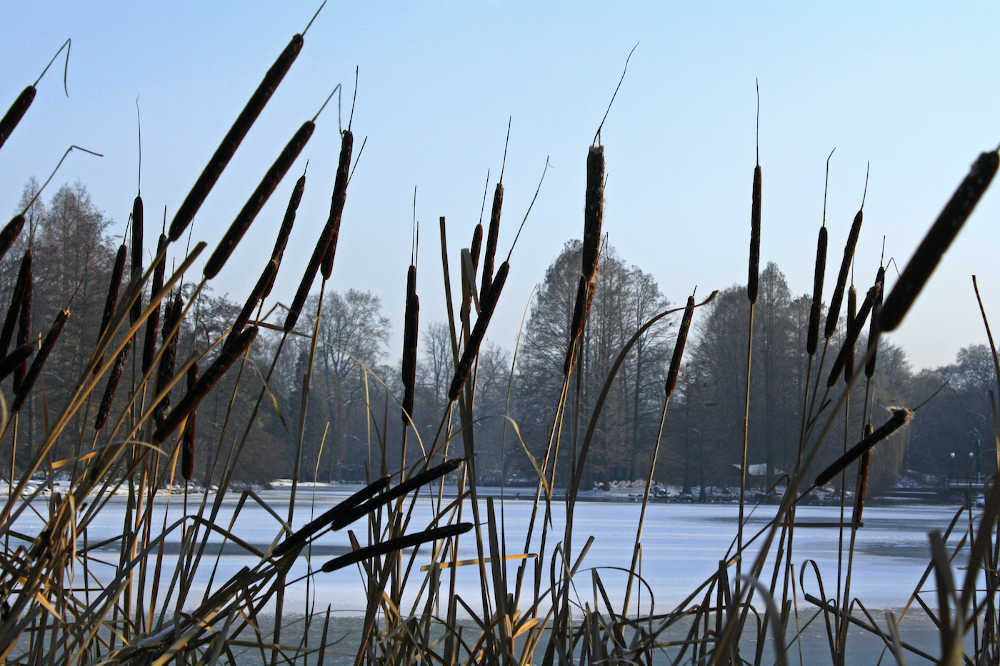 Kutzerweiher im Winter (Foto: Stadtpark Mannheim gGmbH)