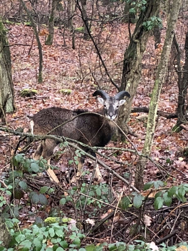 Das gesichtete Mufflon (Foto: Polizei RLP)