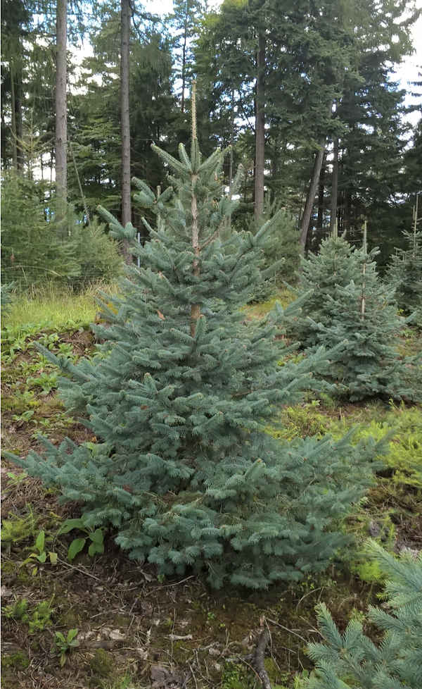 Tannenbaum (Foto: Stadt Edenkoben)