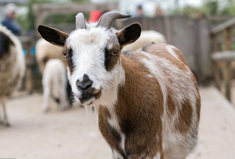 Besucher können im neuen Streichelzoo den Ziegen und Schafen auch weiterhin in einem Kontaktgehege ganz nahekommen. (Foto: Peter Bastian/Zoo Heidelberg)